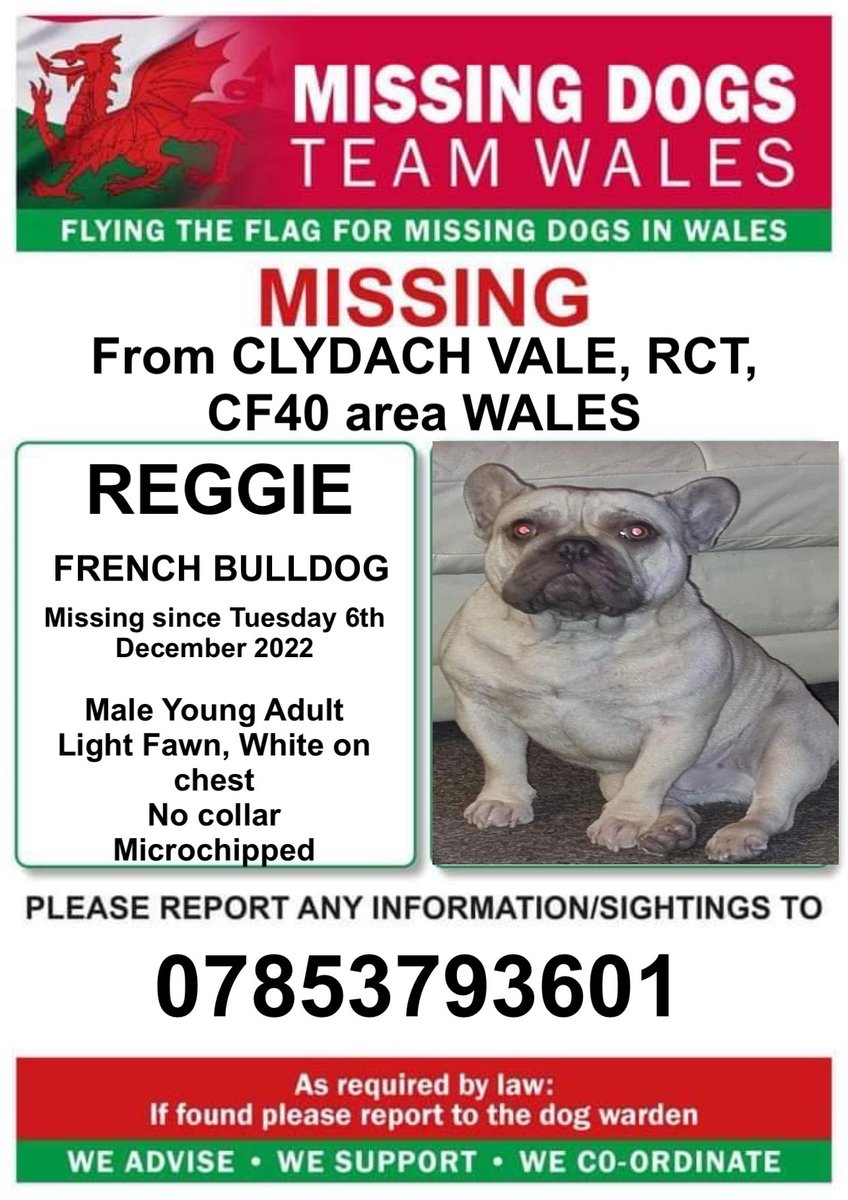 missingdogwales's tweet photo. ‼️REGGIE AN MALE YOUNG ADULT #FRENCHBULLDOG IS MISSING FROM #CLYDACHVALE, #RCT, #CF40 area #WALES‼️ after escaping garden at home
‼️Microchipped‼️
Please check gardens especially in Morton Terrace area and ring number on poster ASAP if seen or you have safe‼️ https://t.co/5EIEXjGZMP