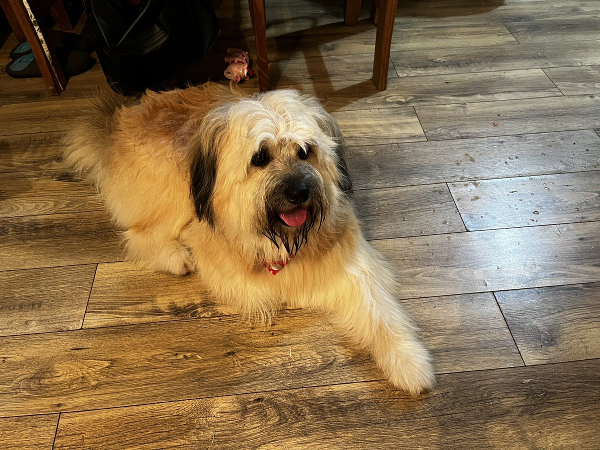 I’m all groomed - going to meet my away from home family this weekend.  Mummy days they will love me and spoil me lots - I like being spoiled 🐶🐾