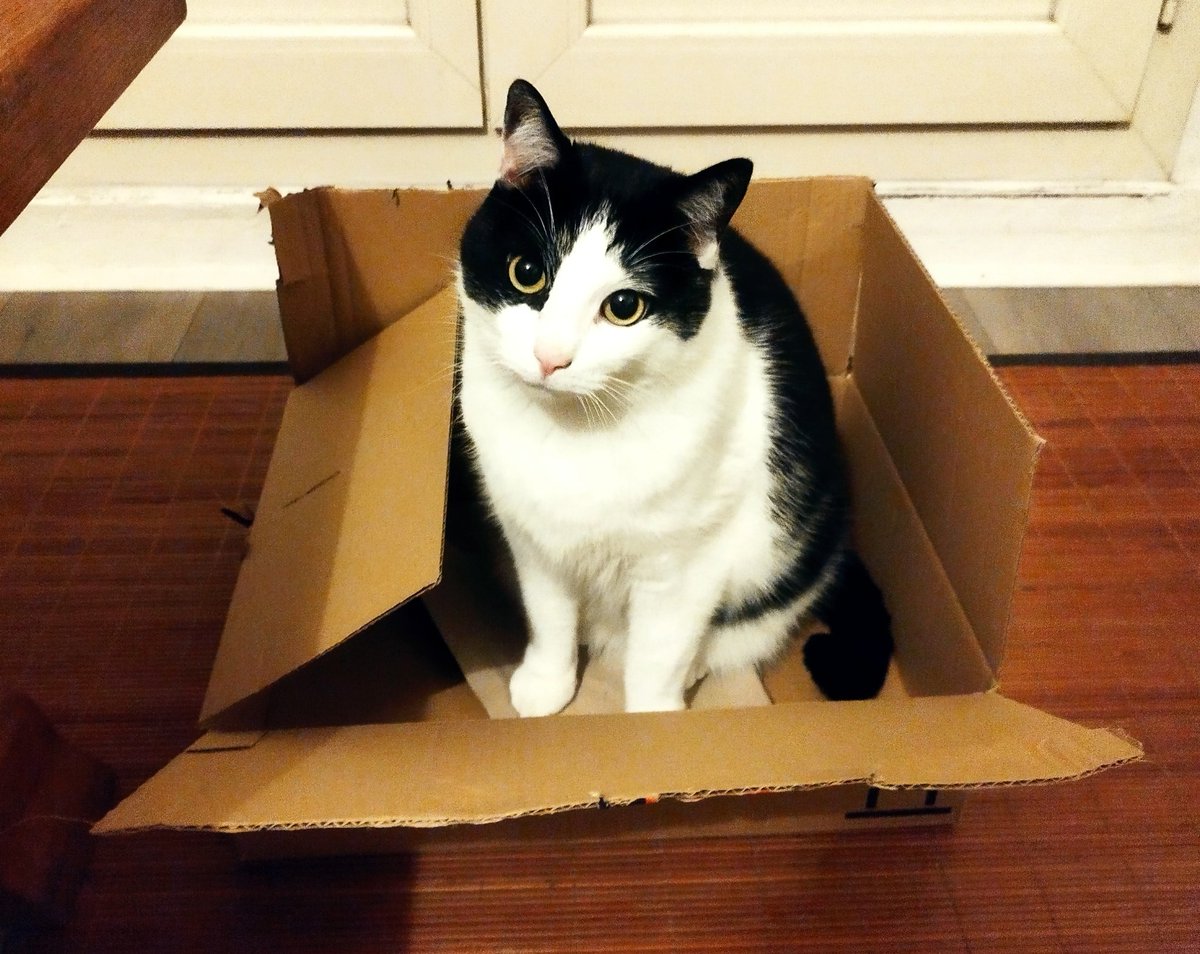 tiny_cat1's tweet image. Olalala j'a été gâté pour la Saint Nicochat que j'ai eu un nouveau lecarton !