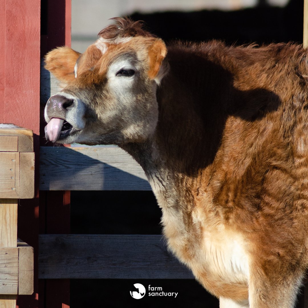 Happy #TongueoutTuesday from Milton!