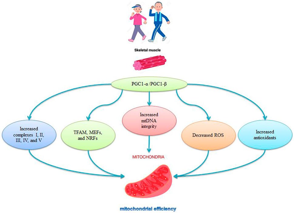 Moderate-intensity #exercise can be used as a non-invasive treatment for sarcopenia by activating pathways that regulate the #mitochondrial network in skeletal muscle.