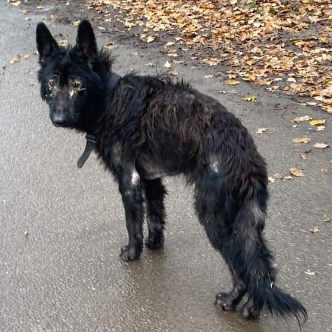 Harvey's Army (@harveysarmy1) on Twitter photo This is Charlie! Horrific neglect at the hands of Humans 💔. He is now safe at <a href="/PDRescue/">Pawprints Dog Rescue (UK)</a>, getting the love and care he deserves. PLS HELP if you can with vet bills for this poor soul. #Donate at rugbypawprints@hotmail.com (Friends and Family) 🙏 Thank you This is Charlie! Horrific neglect at the hands of Humans 💔. He is now safe at <a href="/PDRescue/">Pawprints Dog Rescue (UK)</a>, getting the love and care he deserves. PLS HELP if you can with vet bills for this poor soul. #Donate at rugbypawprints@hotmail.com (Friends and Family) 🙏 Thank you