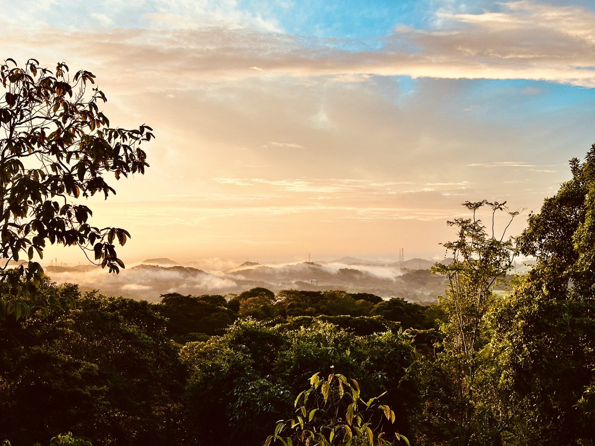 matttrevillion1's tweet photo. What a beautiful country Panama is #panama #Panama #canopytower #canopyfamily #travel #TravelTuesday #travelphotography #Traveller #landscape #landscape_capture #NaturePhotography #nature #NatureBeauty #naturelovers #nature撮影会 https://t.co/1udb20hrGE