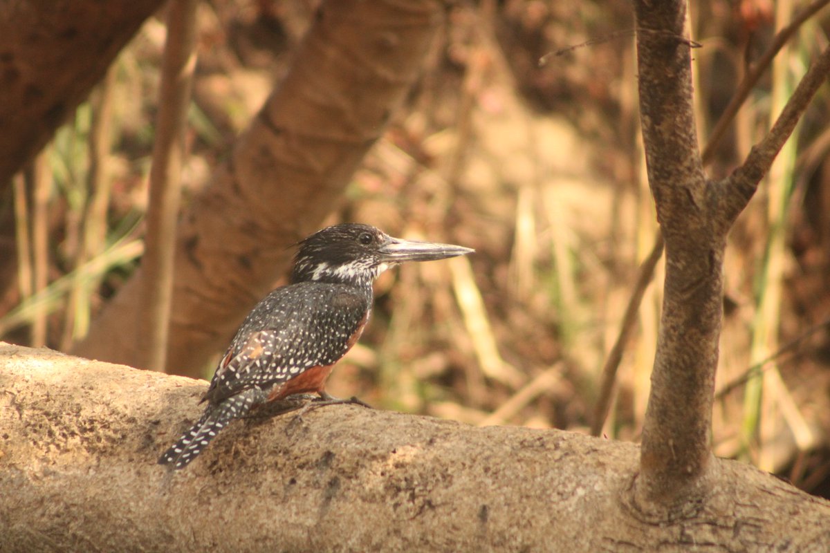mwilaadventure's tweet image. 🐦 Giant King Fisher
📍Kasanka National Park
📸 Mwaba Mwila Adventures 

#kingfisher #birds #nature #bird #wildlife #birdphotography #birdsofinstagram #naturephotography #wildlifephotography #best #photography #of #kingfishers #birdwatching #ig #canon #captures
