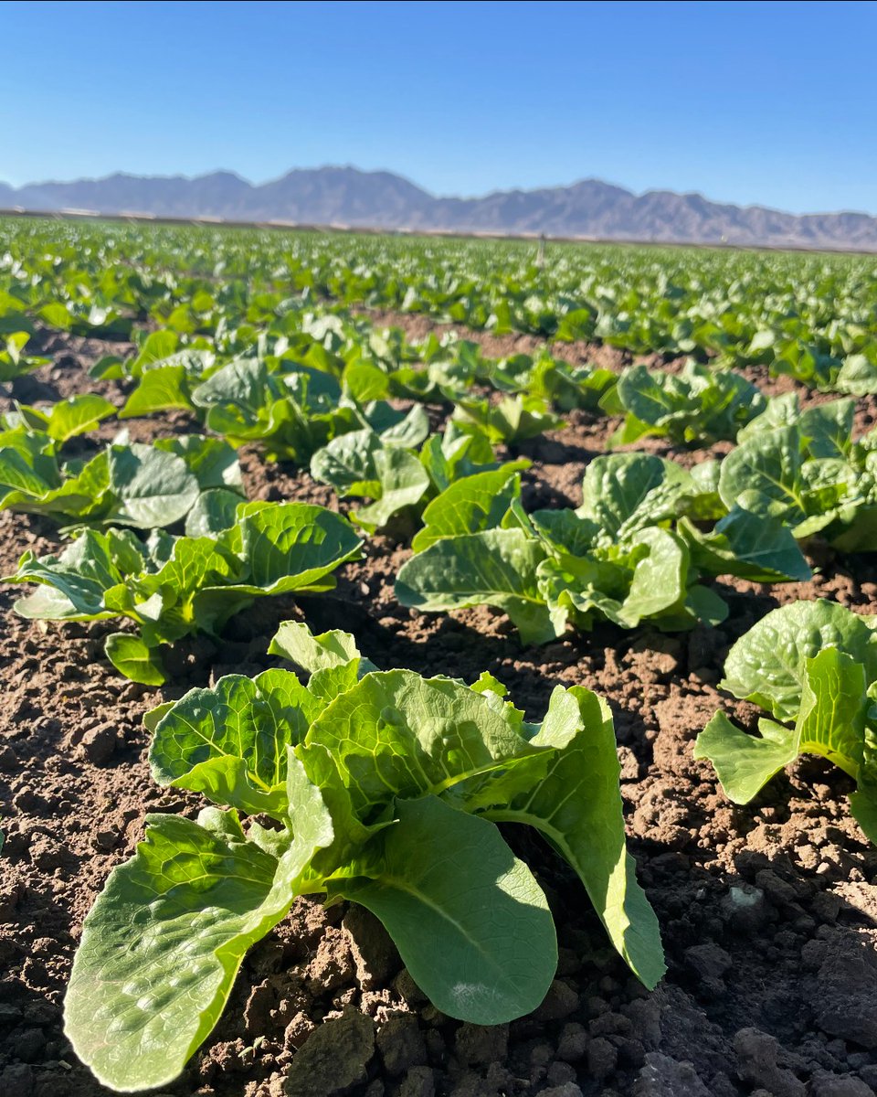 planttape's tweet photo. Check out this young field of PlantTape romaine in Yuma, AZ; Planted with the smallest and most efficient transplanting crew on the market 🌱 

#planttape #agriculture #transplanter #agtech #smartfarm #automation https://t.co/xPfzYbQ0rv