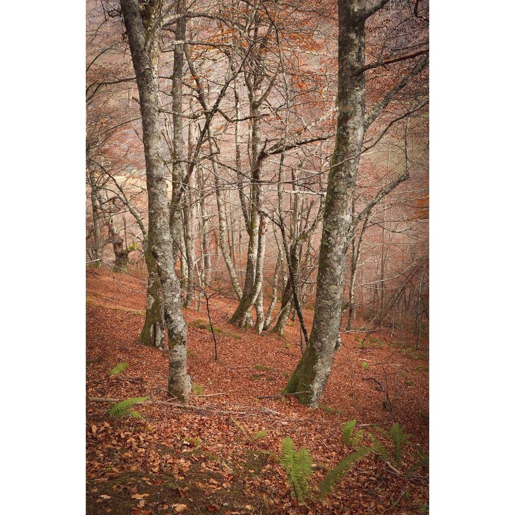 Estorbin's tweet photo. Por las alturas los bosques ya están invernales, pero igualmente espectaculares. Hoy fue un paseo tranquilo y en buena compañía 🍂#Asturias #asturias_ig #asturiasparaisonatural #teverga https://t.co/AO7AirQPpW
