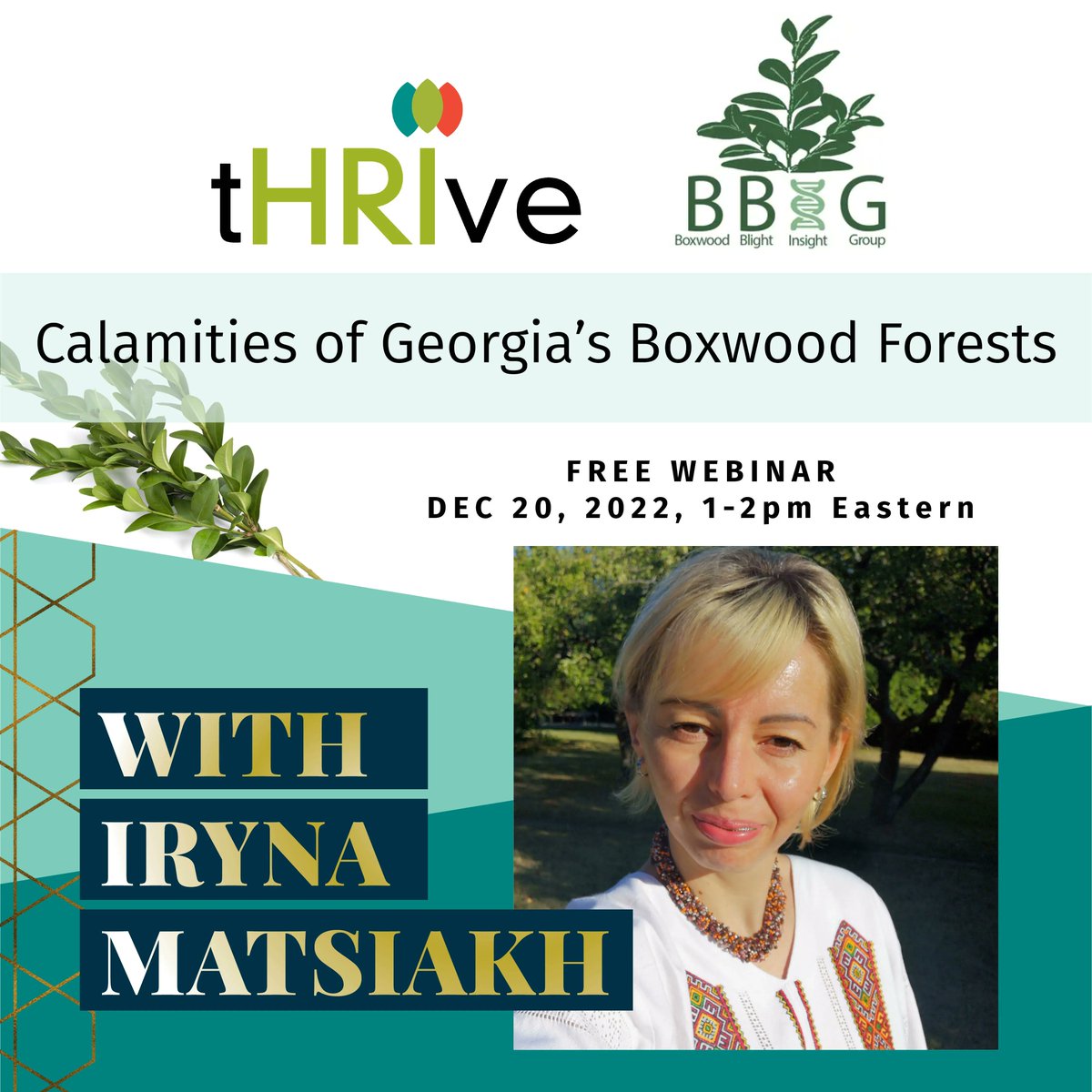 Join HRI and BBIG on Dec 20 at 1pm Eastern for the last webinar in the International Boxwood Blight Series of 2022! buff.ly/3VzYOEd Iryna Matsiakh will be rounding out our seminar series with a talk on the unique boxwood forests (Buxus colchica) in the Caucasus.
