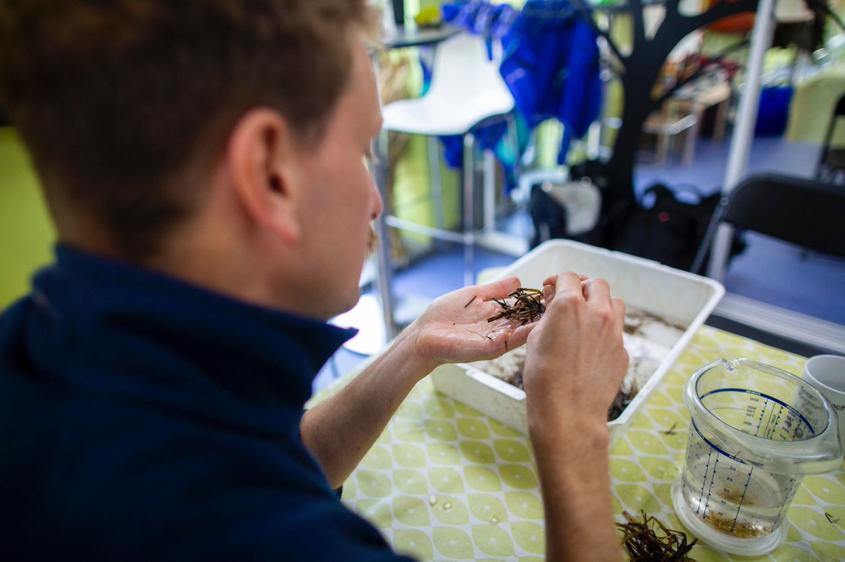 This three-year #Restoration programme has been made possible by funding from <a href="/AvivaUK/">Aviva UK</a>, the #ScottishPowerFoundation and other philanthropic foundations.
#RestorationForth
 @projectseagrass 
<a href="/WWFScotland/">wwfscotland 🌍</a>
<a href="/nature_scot/">Former NatureScot account</a>
<a href="/HeriotWattUni/">Heriot-Watt University</a>
@MCSUK  picture credit to  @Lil0simmo