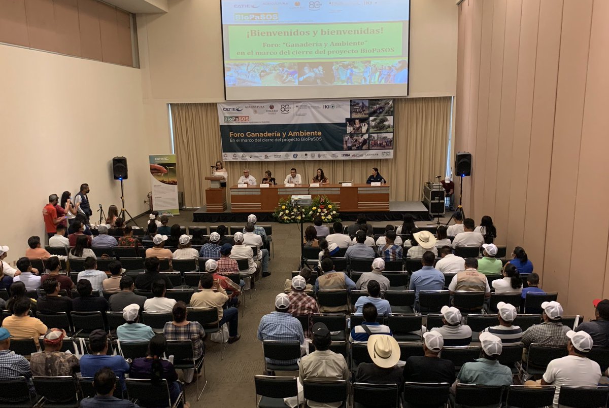 CATIEOficial's tweet photo. 🇲🇽Proyecto #BioPaSOS abrió camino al desarrollo de una #ganaderíasustentable que maneja y conserva la #biodiversidad en Campeche🌳🐮👏🏼
Lea más detalles en https://t.co/gMDP8ajuX8 https://t.co/wnpchtNXyn