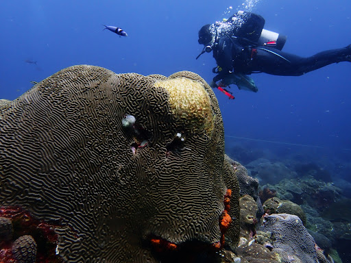 NOAA_AOML's tweet photo. Happy #CoralWeek! 
Here at AOML, we are BIG fans of corals! Our coral scientists are working hard to uncover the mysteries of these vital ecosystems &amp; to combat stressors, both natural &amp; anthropogenic, that are putting these delicate organisms at serious risk. 
#Coralreef #Corals https://t.co/MaGQ11asCO