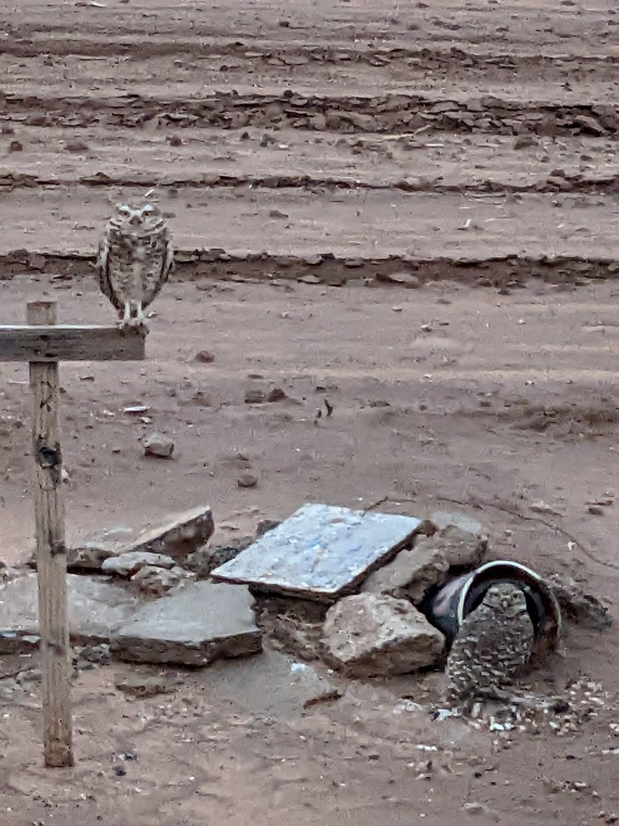 PiksteinLab_GCU's tweet photo. When you study #burrowingowl s, sometimes you find #reptiles 😍❣️
#hornytoad #hornedfrog #lizards #Conservation #ecology #PiksteinLab https://t.co/Yzwo3VGvM5