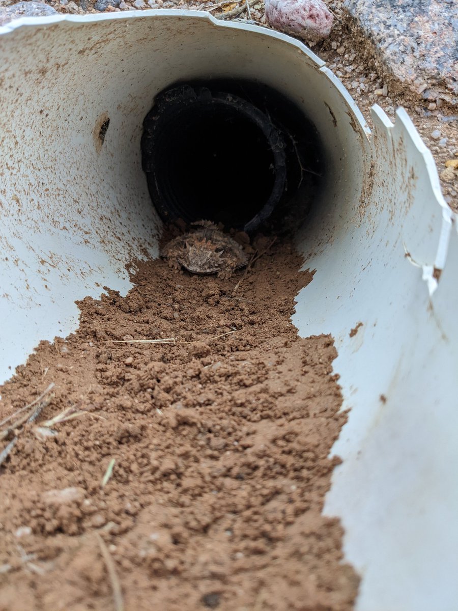PiksteinLab_GCU's tweet photo. When you study #burrowingowl s, sometimes you find #reptiles 😍❣️
#hornytoad #hornedfrog #lizards #Conservation #ecology #PiksteinLab https://t.co/Yzwo3VGvM5