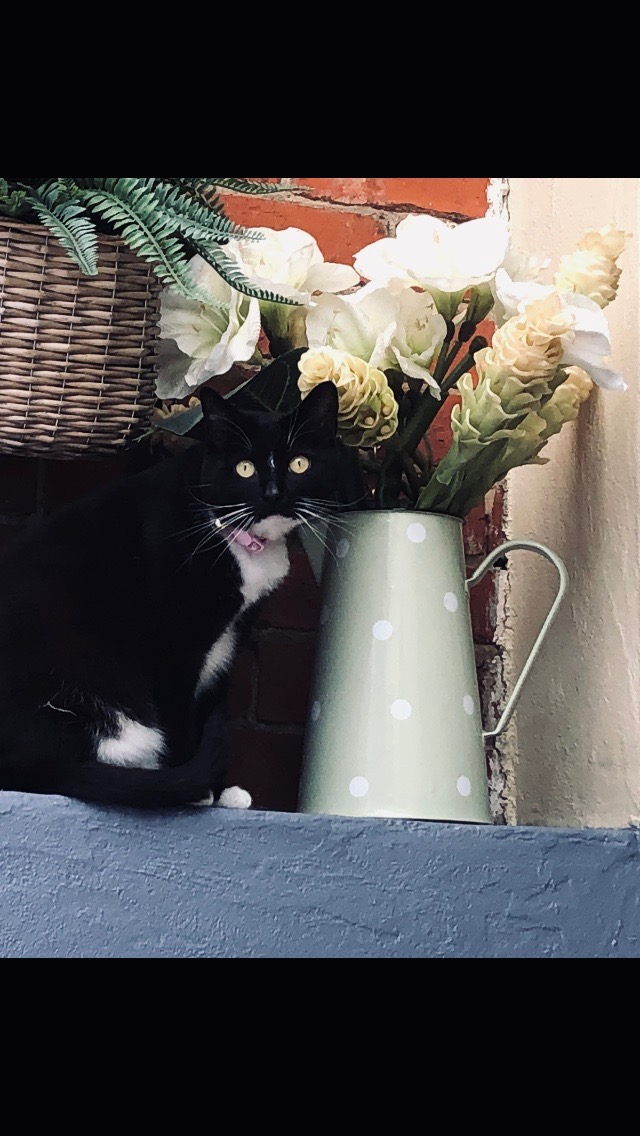 Pivotonian1838's tweet photo. It is with much sadness that Danger passed away last night at 11 33 pm at a South Geelong  Vet clinic after a sudden illness... He was my best friend over the last 6 years.. and I'm in absolute sadness and shock... #RipDanger https://t.co/doRKlQbwes