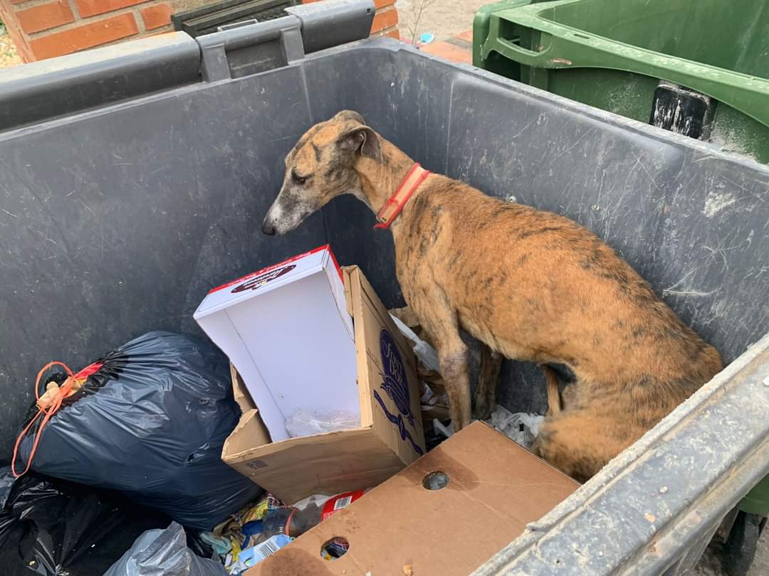 Entre galgos tweet media