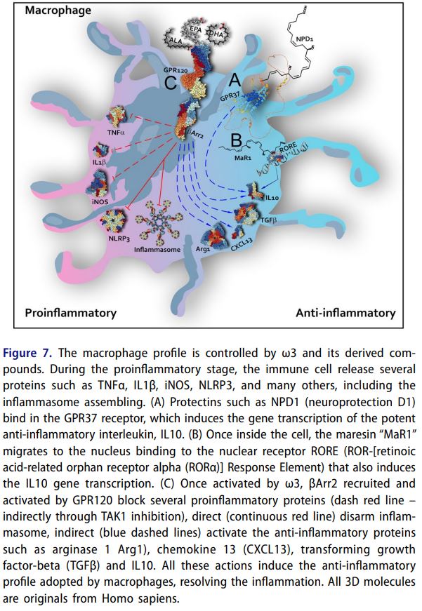 <a href="/mdpatrick/">Dan Patrick</a> <a href="/JuliaB_fitness/">Julia B.</a> <a href="/thesamparr/">Sam Parr</a> <a href="/davidasinclair/">David Sinclair</a> <a href="/NUSMedicine/">Yong Loo Lin School of Medicine</a> <a href="/IRBBarcelona/">IRB Barcelona</a> <a href="/AndreaBMaier/">Andrea Maier</a> <a href="/ResetYourClock/">iTR (Induced Tissue Regeneration)</a> <a href="/DrMorganLevine/">Morgan Levine</a> <a href="/LizRose14449371/">Liz Rose</a> <a href="/OcampoLab/">Ocampo Lab</a> #Omega3 - The multipoint anti-inflammatory strategy. Enormous anti-inflammatory signal convergence important for #Antiaging: GPR120/PPARγ activation → Blocks multilevel #NFkB activity + #NLRP3 blockade, Macrophage regulation, SPMs &amp; more. tandfonline.com/doi/10.1080/10…