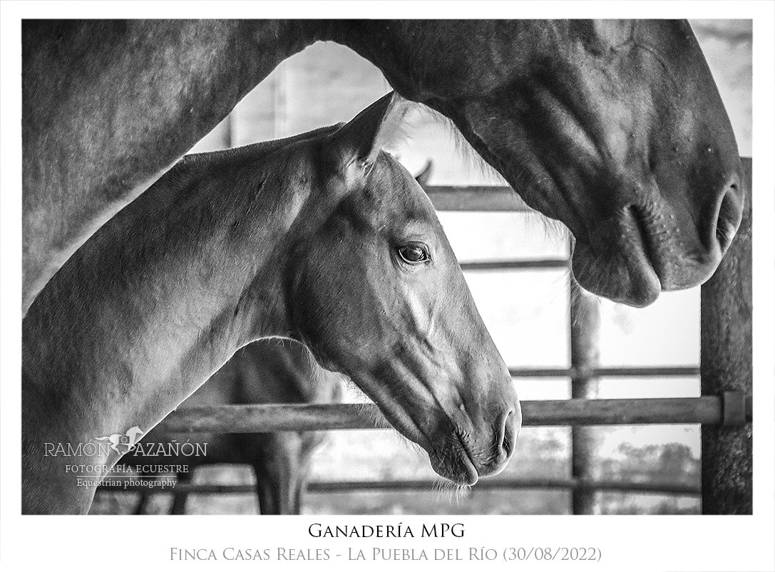 De tal palo, tal astilla. Ganadería Manuel Peña Gutiérrez e Hijos (La Puebla del Río, Sevilla). <a href="/GanaderiaMPG/">Yeguada MPG</a>