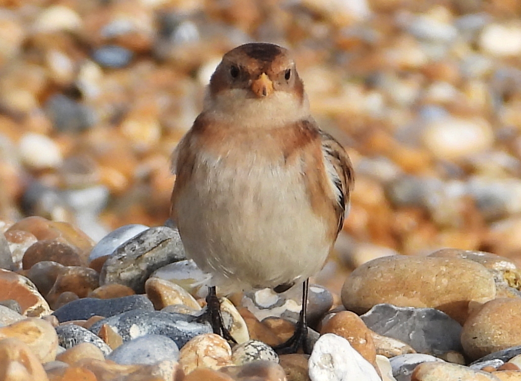 mikelinklate's tweet photo. Young Snow Bunting at Sandwich Bay Kent UK this morning on the beach https://t.co/KXlJePqnfD