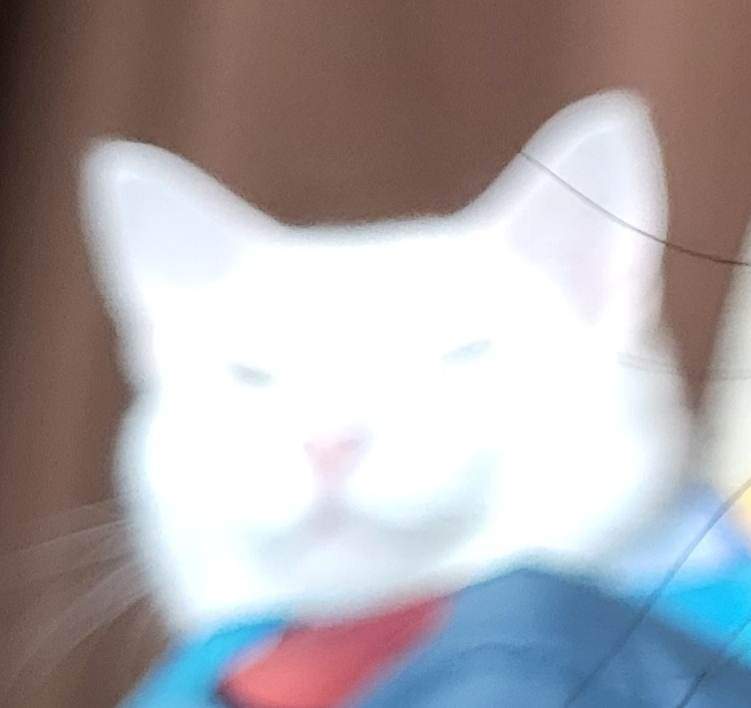 SOLisiLa's tweet photo. What even is my cat https://t.co/no6XPw4oEW