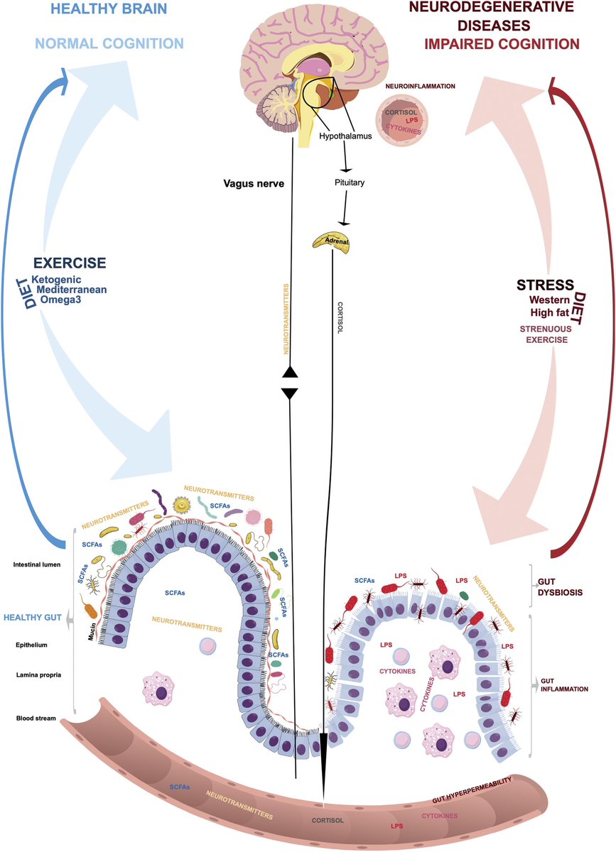 ChristophBurch's tweet photo. Exercise, diet and stress as modulators of gut microbiota: Implications for neurodegenerative diseases…
https://t.co/V0hf6A4LBH https://t.co/wKs6iPB5nc