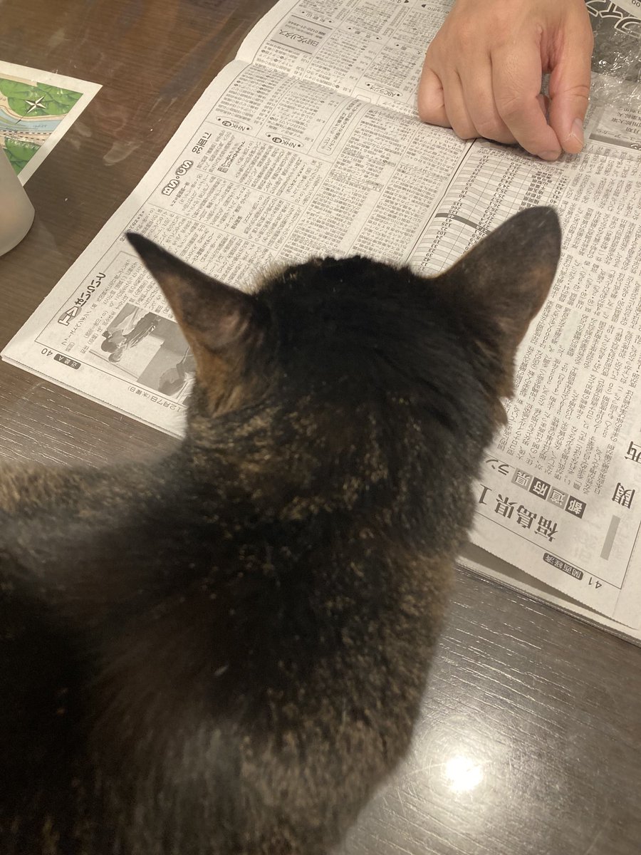 ねこちゃんがじっとのぞき見している とっても可愛い キャット ねこちゃんがじっとのぞき見している とっても可愛い キャット