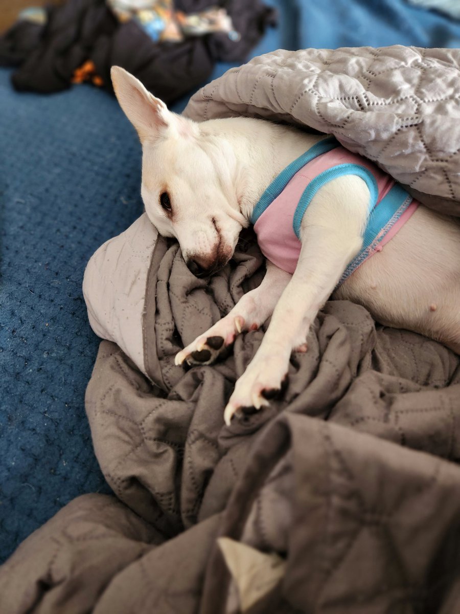 JaymzGinger's tweet photo. It's my Libby's 2nd birthday! When you support me you support her! Go get a couple of videos from my #onlyfans so she can be spoiled even more! 
#libbysue #puppylove https://t.co/Wb4hucxD7d