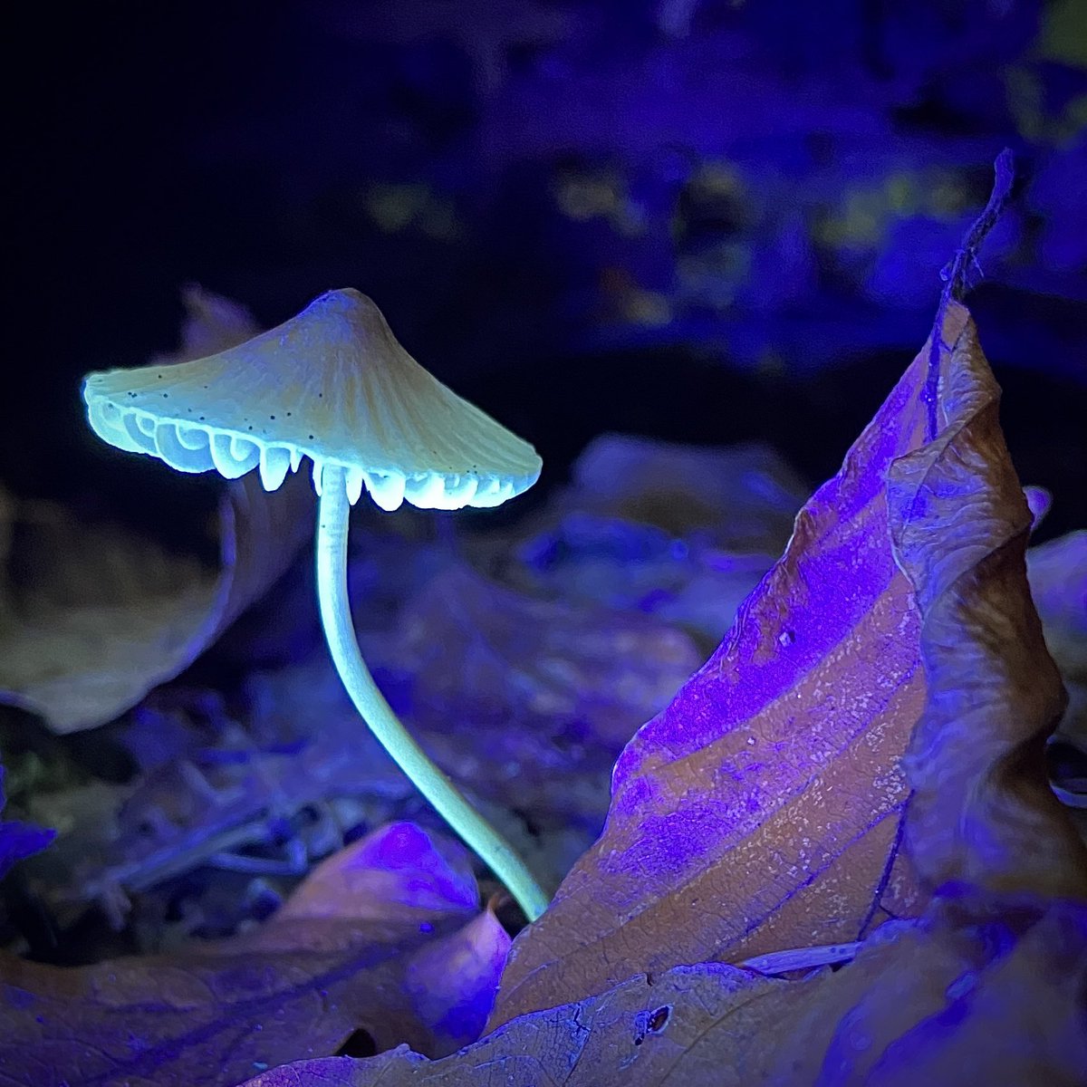 I took my UV torch into the woods…