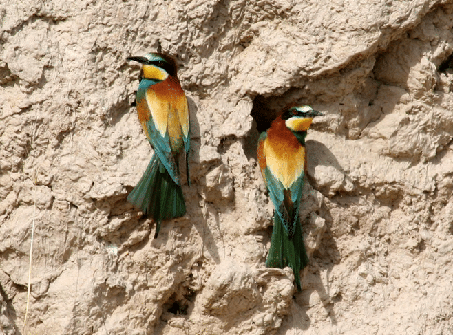 LaTiendaDelApicultor tweet media