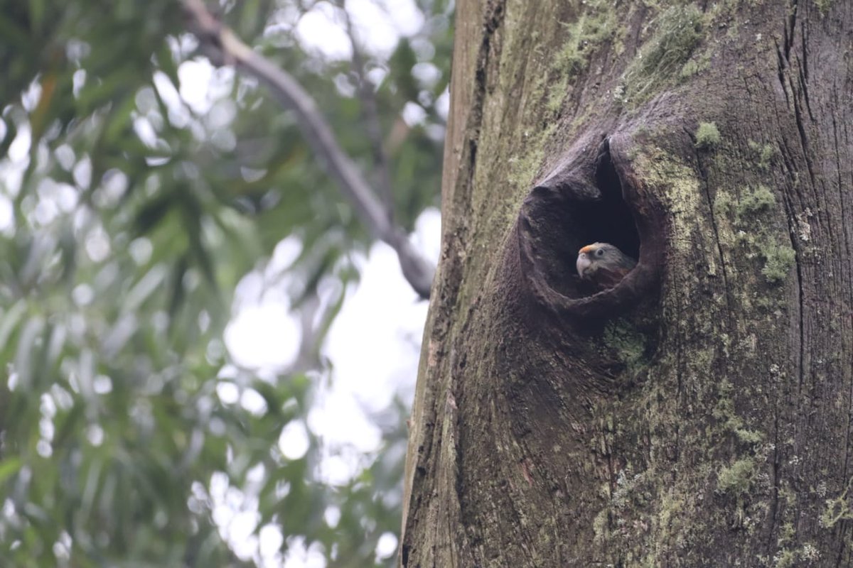 CapeParrotFM's tweet photo. A young Cape Parrot, protected in South Africa, peaks out from the safety of its cavity nest in a large, invasive Eucalyptus tree. An interesting paradox when evaluating habitat quality for an endangered, forest-dependent bird species... https://t.co/QRKzi2YtVc