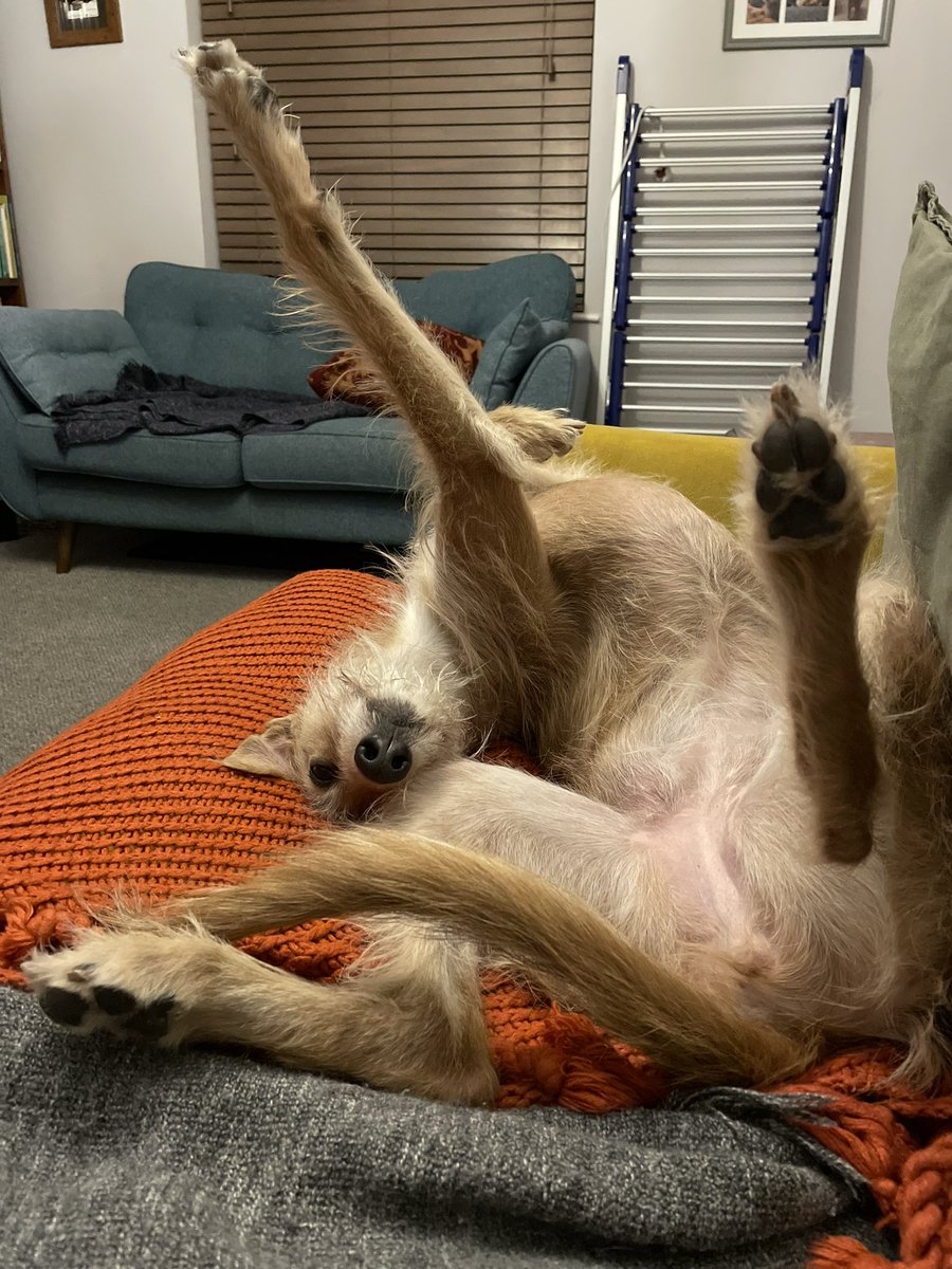 KateDack's tweet image. Two days of work in Bishopton Pru and Vera therapy dog is broken. She puts so much effort into making people smile.