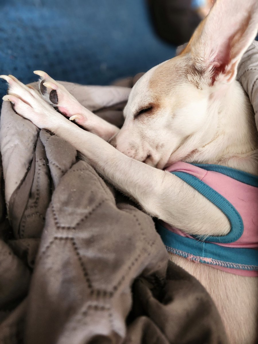 JaymzGinger's tweet photo. @TweeetsOfDogs Happy birthday! You share a birthday with my Libby girl! She is 2 today! https://t.co/TTzzPqQEUN