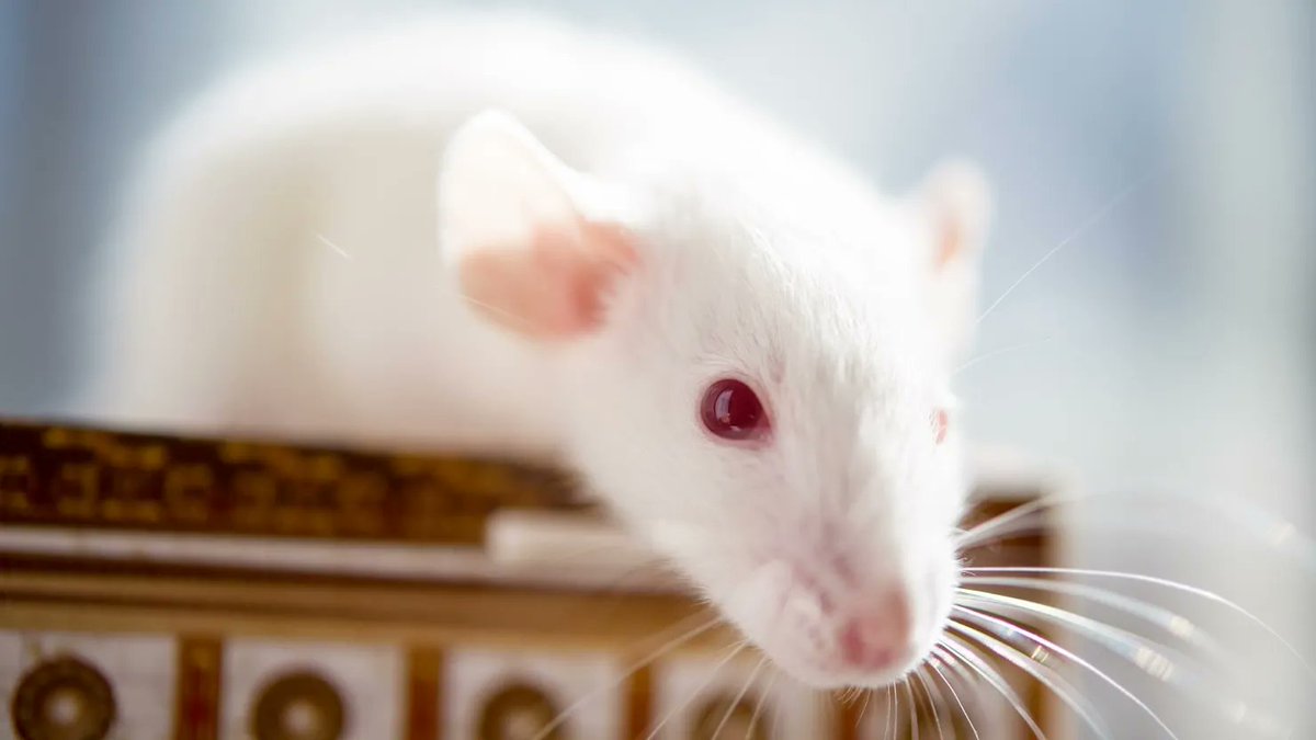 Can rat sperm grown in mice can bring back extinct species? #stemcell #fertility #endangered #embryo buff.ly/3EvulzH