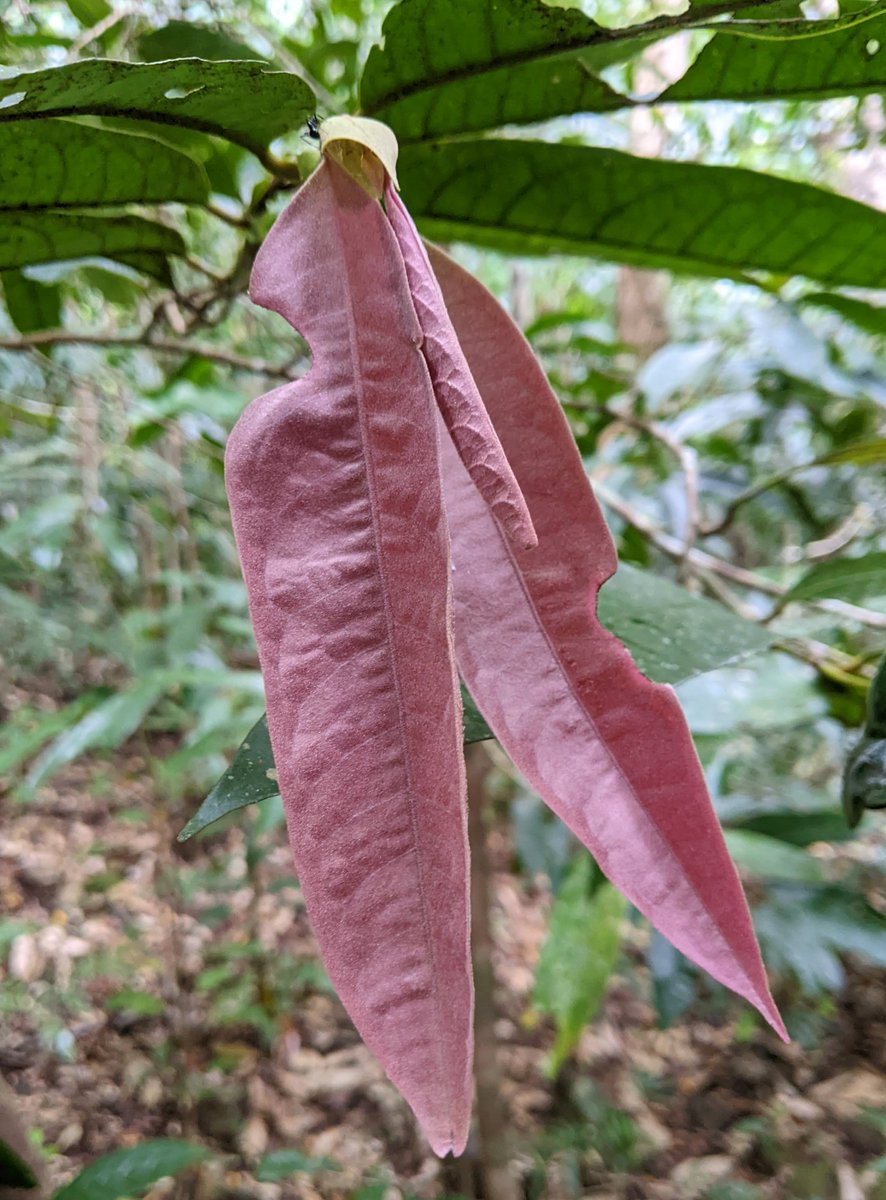 peter_e_symes's tweet photo. A new one for me - Leaves of Noahdendron nicholasii #Hamamelidaceae - a monotypic, NE #Queensland endemic tree restricted to the Noah Creek area in the #Daintree National Park (CYPAL). The leaf like #stipules are distinctive! #cooktown #cooktownbotanicgardens #bganz1 @CookShire https://t.co/VEsCvYjKAd