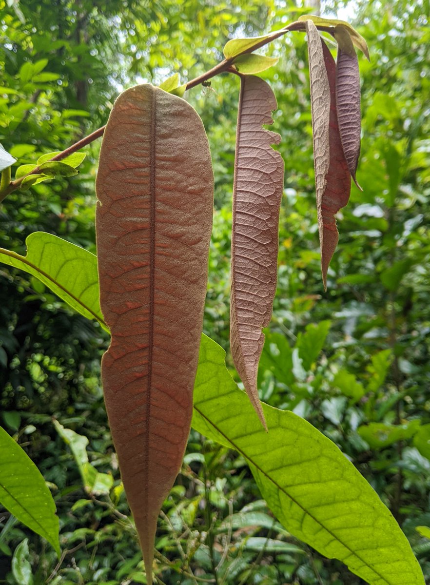 peter_e_symes's tweet photo. A new one for me - Leaves of Noahdendron nicholasii #Hamamelidaceae - a monotypic, NE #Queensland endemic tree restricted to the Noah Creek area in the #Daintree National Park (CYPAL). The leaf like #stipules are distinctive! #cooktown #cooktownbotanicgardens #bganz1 @CookShire https://t.co/VEsCvYjKAd
