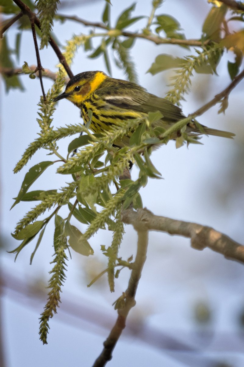 Bird watching in Maine's Lakes and Mountains regions continues even during the winter. Do you know how many bird species there are in Maine? 
292