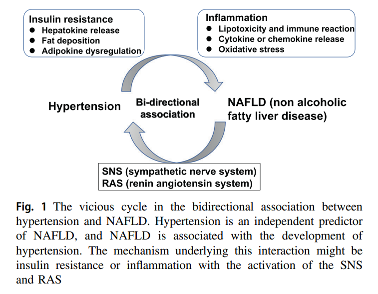 HenryEChang's tweet photo. Mechanisms underlying the bidirectional association between nonalcoholic fatty liver disease and #hypertension→https://t.co/RkkaKhO4ca via Dr. Hironori Nakagami @Hypertens_Res #NAFLD #NASH #LIverTwitter #MedTwitter https://t.co/uOGnlNTPmv