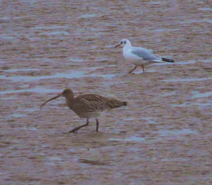 Jon Belcher tweet media