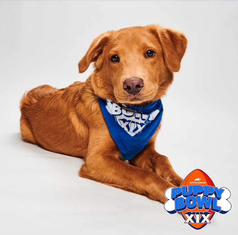 NickVeronica's tweet photo. Meet Josh Allenhound. He'll be playing for Team Fluff in this year's Puppy Bowl XIX, which precedes the Super Bowl (2 p.m. Feb. 12 on Animal Planet).
15/10 good boy. https://t.co/awOmzk90hR #billsmafia #dogsofbuffalo https://t.co/NL0UzwNQTm
