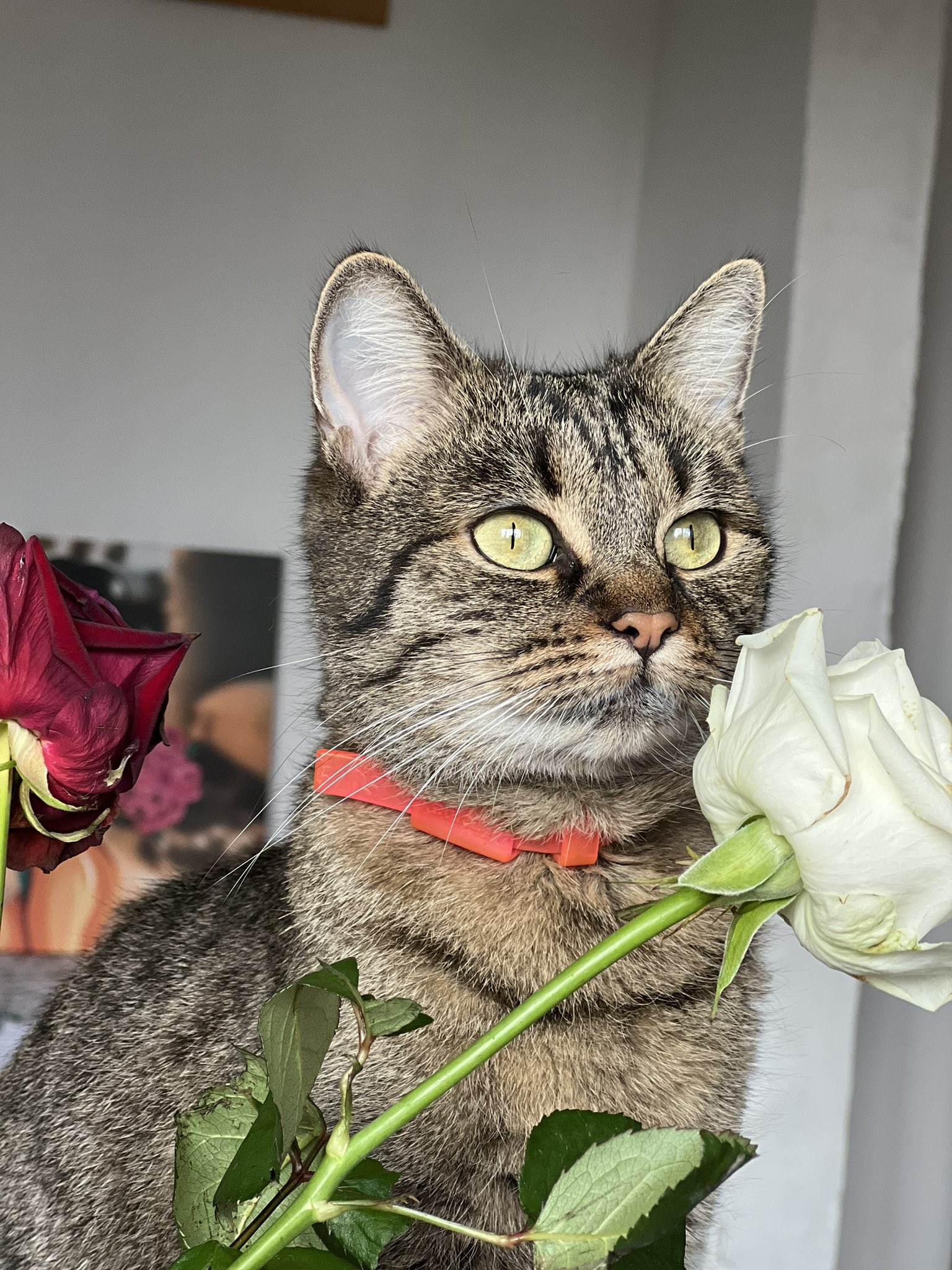 Roks-koks (@Rokskoksss) / Twitter