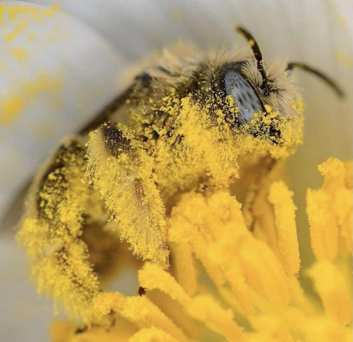 masunUSFCA's tweet photo. A single bee can pollinate around 5,000 flowers in a day, and they have their nifty “pollen pants” to help them do it! Pockets in their back legs can hold pollen from ~100 flowers, up to a capacity of a million grains. Definitely saves them some trips!🐝🌸 #consbioUSFCA https://t.co/smJbkETMl0