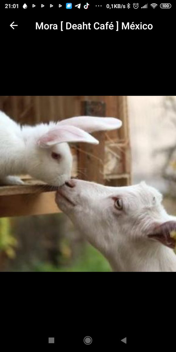 mari_pies's tweet photo. Amor incondicional ,,,,asi es como yo lo entiendo 🌿💜🌹🥀🥀 https://t.co/THmzCYZKDe