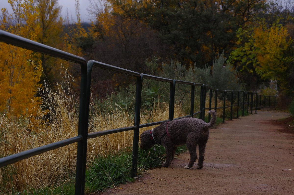 alayos61's tweet photo. Por las acequias..
Un mundo de olores cautiva a Héctor.. 🐾🐕
Y el invierno se va asomando..
©Eloy
#spainwaterdog #pdae #losalayosdílar https://t.co/mkuAIgRdFk