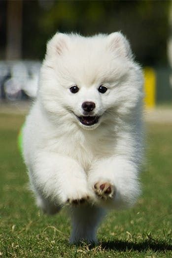 animalsworld212's tweet photo. #puppydogeyes #doglover #dogaltas #dogoftheday #puppydaily #puppybowl #dog_and_puppy_features #dogaccessories #dogadventures #dog_of_instagram #dog #puppycouple #puppydays #instapuppy #dogakoleji #androidographer #dog_features #puppybath #puppydog #puppy_tales #puppy #intags https://t.co/qHQgMn046i