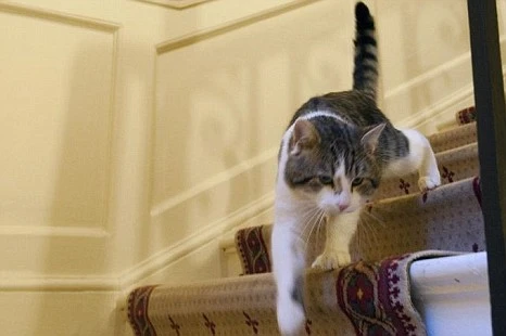 In a world where we can't trust our politicians Larry the Cat races to our rescue xx In Larry, we trust x Larry is a global phenomenon not just a United Kingdom national treasure x Its time we shared this MAGIC feline x