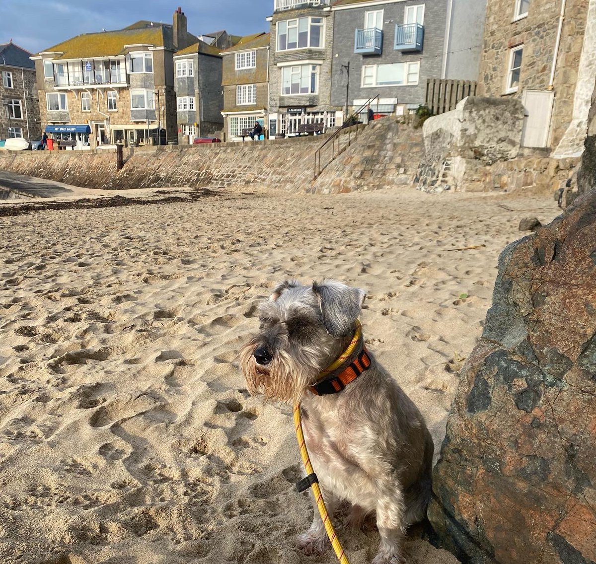 margijenkins's tweet photo. When the sun is out and the dogs are happy #stives #dogsholiday #sealwatch #annualleave https://t.co/gHx7TTCMKW
