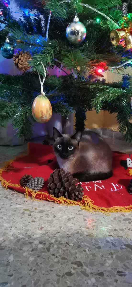 ElPistraque's tweet photo. Mi gata chichi
Feliz Navidad 🎄 https://t.co/2VXnS3KKy1