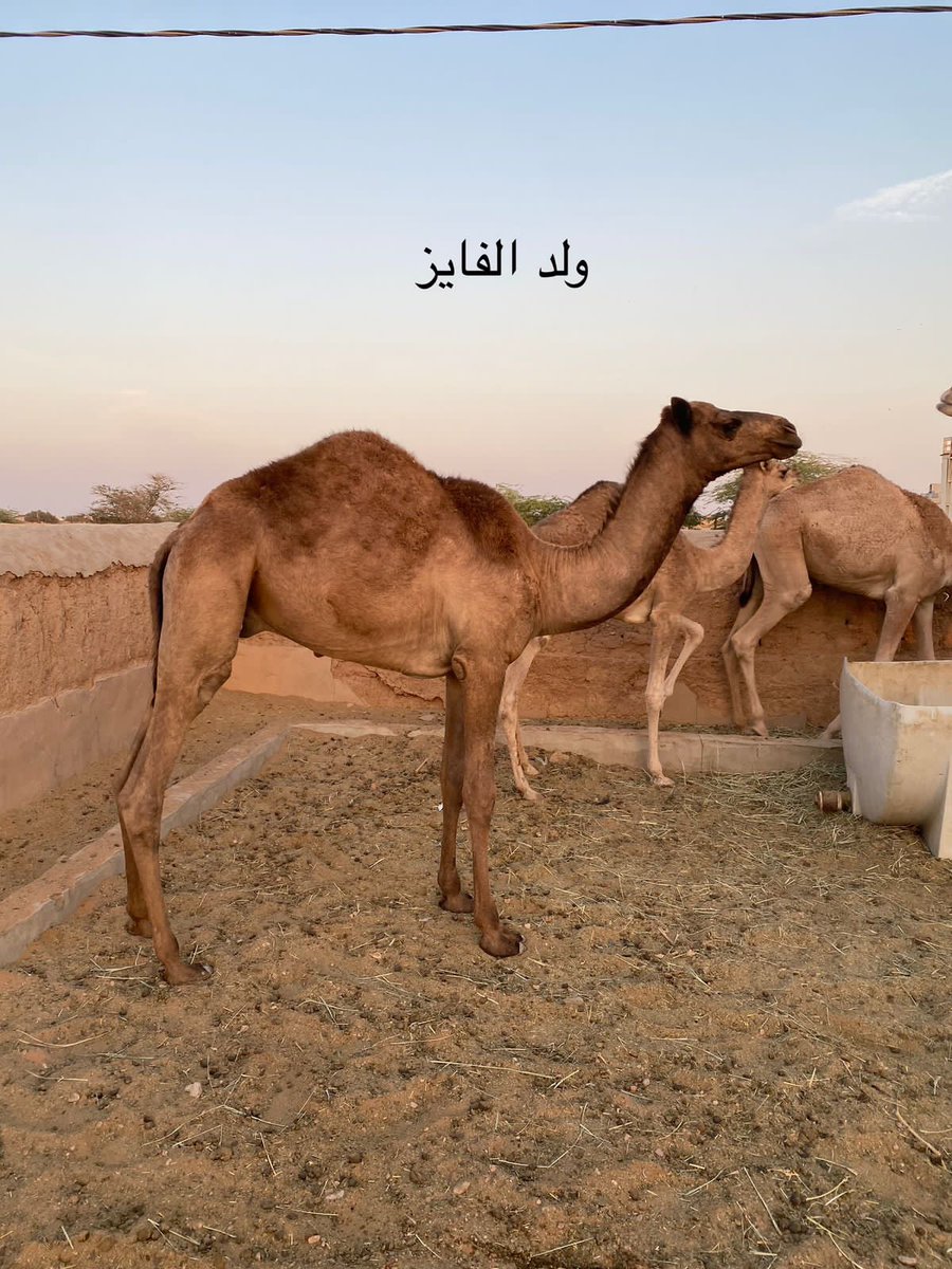 الفايز ولد الفايز بعير الشيخ تميم اخو الجزيرة 
امه ناقة سابق عند فيصل بن تركي 
ام امه الغزيل ناقة الامير سعود بن محمد
في رصيده سياره
الموقع / رماح
رقم التواصل /0538889016
البعير وإنتاجه للبيع