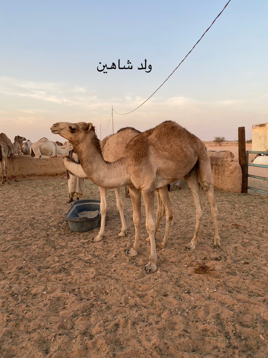 شاهين ابوه شاهين غيث 
وامه بنت شاهين المهيري
الموقع / رماح
رقم التواصل /0538889016
البعير وإنتاجه للبيع ⬇️