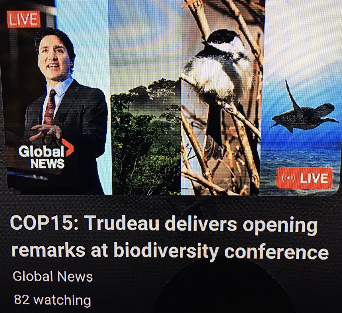 Trudeau speaking at COP15 biodiversity conference, and we have a worldwide grand total of 82 people tuned in. No one listens to this lunacy anymore. #TrudeauMustGoNow