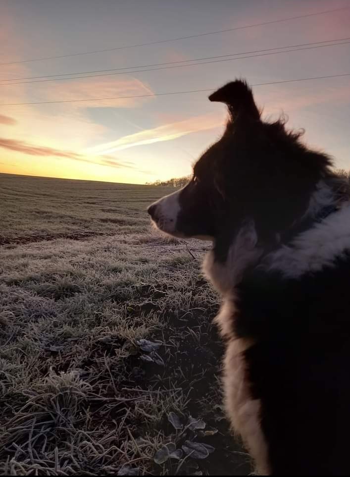 birchys's tweet photo. @onthefarmc5 Dexter @DexterBirch1 the Border Collie on his morning walk in a frosty Leeds #WinterOnTheFarm https://t.co/hiTGO2NnRT