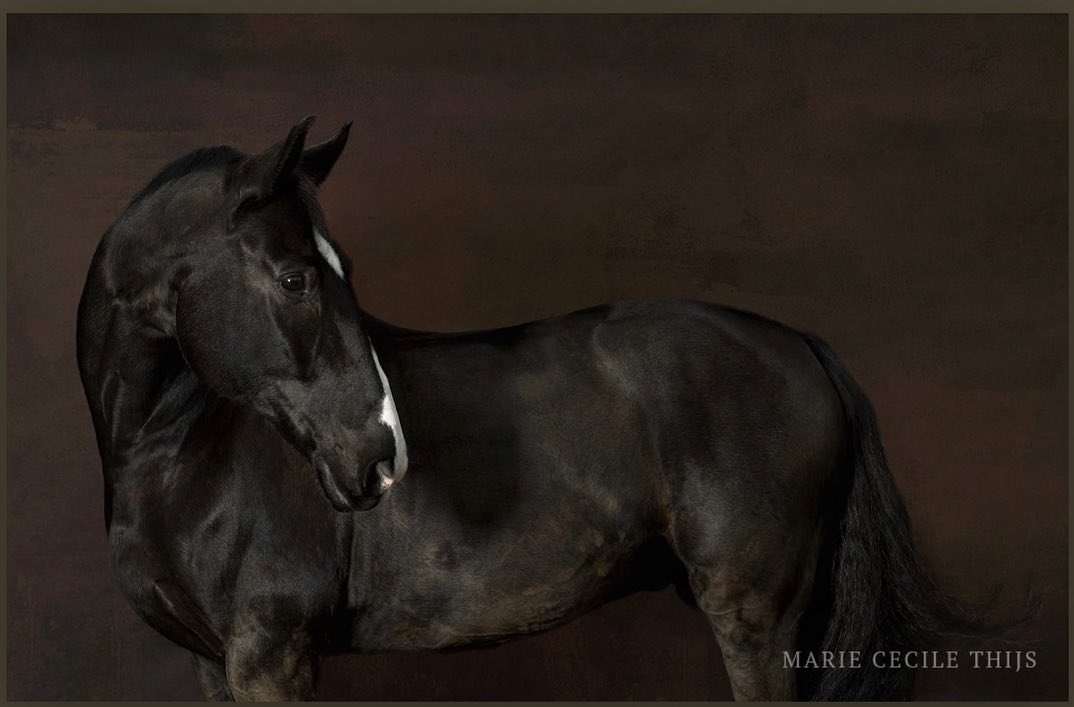 My 💔 is broken. Salinero ,my hero, left us in tears behind. Memories will never fade away♥️♥️♥️